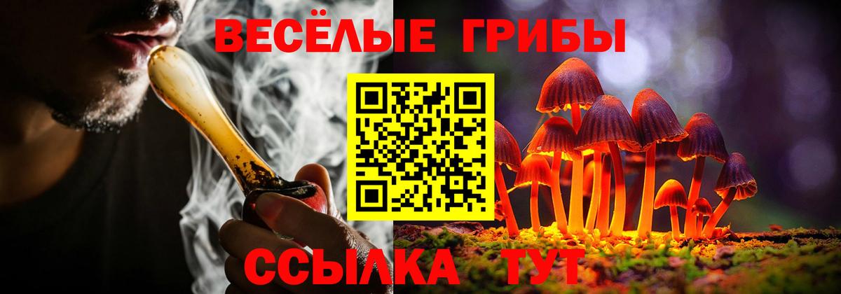 Псилоцибиновые грибы Psilocybine cubensis Барнаул